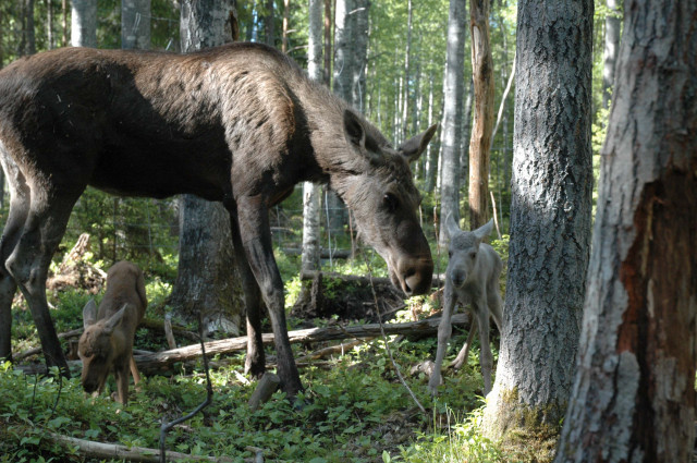 Mamma Victoria med kalvarna, Sessan (grå) och tjuren Folke (brun).