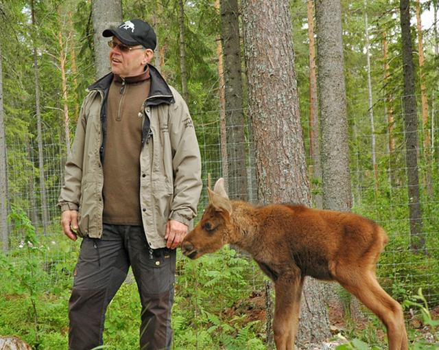 Lars Arkesjö och älgkalven Kalle kan nu se framtiden an i Älgparken i Ockelbo.