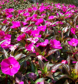 Bernö är en blomstrande verksamhet!