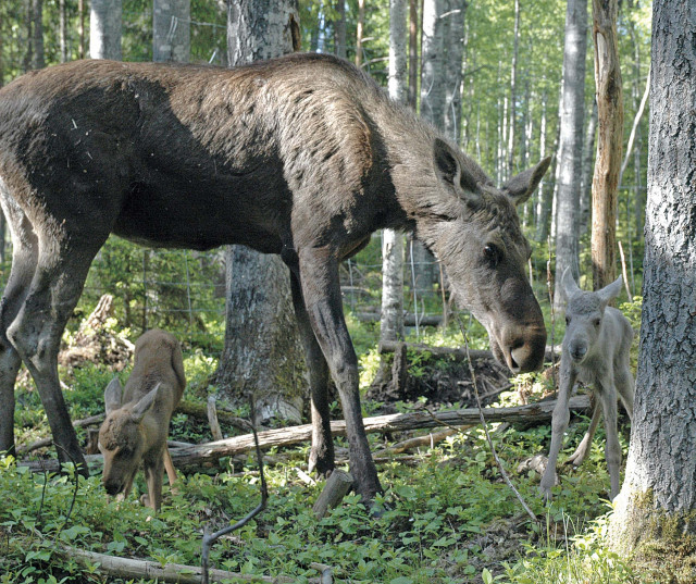 Mamma Victoria med de nyfödda kvigan (grå) och tjuren (brun).